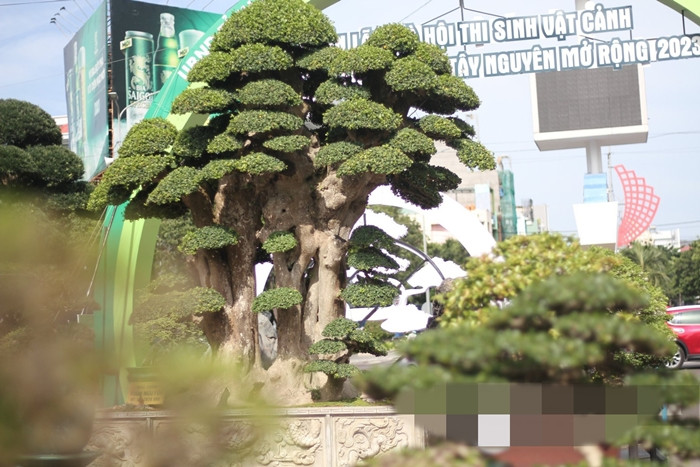 Cây duối cổ thụ trồng trong một chậu có chiều ngang 2,2m, chiều dài khoảng 2,6m. Ảnh: Dân Việt