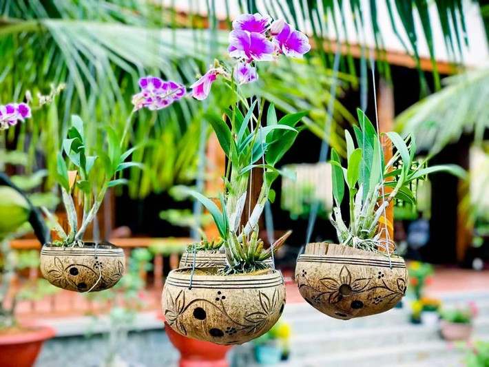 Gáo dừa khô treo trên cây không chỉ trang trí, làm đèn thắp sáng mà còn được tái chế thành chậu treo trồng cây cảnh. Ảnh: Dân trí