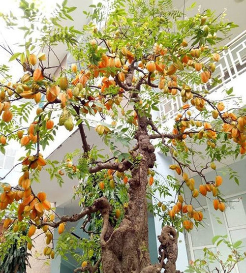 Vẻ đẹp cổ kính, rêu phong, đầy sức sống của cây khế bonsai cổ khiến giới mê cây cảnh phải xuýt xoa, trầm trồ. Ảnh: Dân Việt
