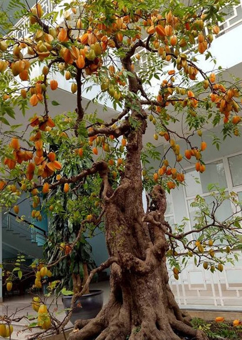 Cây khế chỉ cao khoảng 3 mét nhưng từ gốc tới ngọn, tất cả các cành đều sai trĩu quả, quả vàng óng, trông rất đẹp mắt. Ảnh: Dân Việt