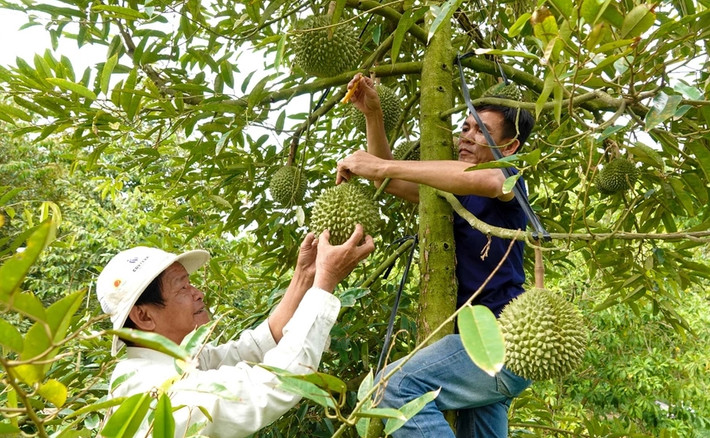 So với sầu riêng Ri6, tốc độ sinh trưởng của sầu riêng Black Thorn cao hơn. Cây trồng khoảng 2-3 năm đã cho quả đầu tiên. Ảnh: Dân trí