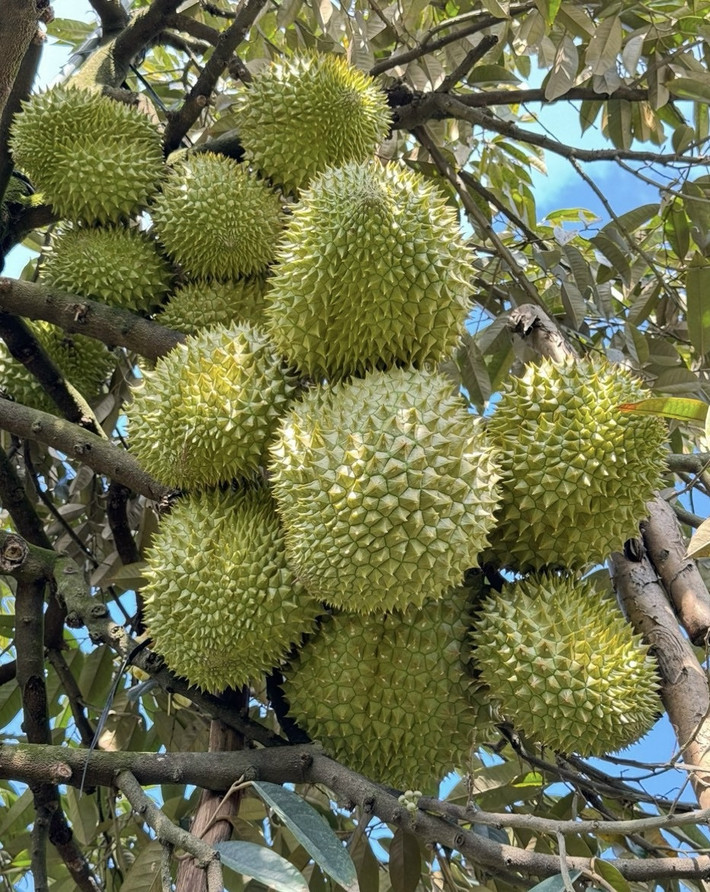 Sầu riêng gai đen kết trái khoảng 150 ngày thì có thể thu hoạch, trọng lượng trung bình từ 1,8-2,5kg/trái. Ảnh: Vietnamnet