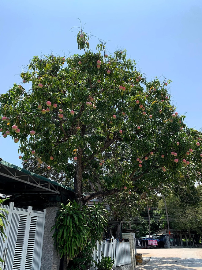 Những loại cây cho quả sai trĩu cành luôn mang đến sức hút đặc biệt cho nhiều người. Mạng xã hội từng xuýt xoa, hết lời ca tụng trước hình ảnh cây xoài sai trĩu quả và sở hữu màu sắc độc đáo.