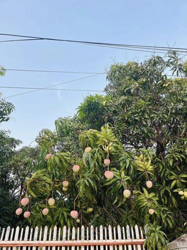 Sở hữu vị trí địa lý thuận tiện, vừa gần đầm lại đón gió biển, nhiều nắng nên màu sắc của cây xoài tươi và bắt mắt như vậy.