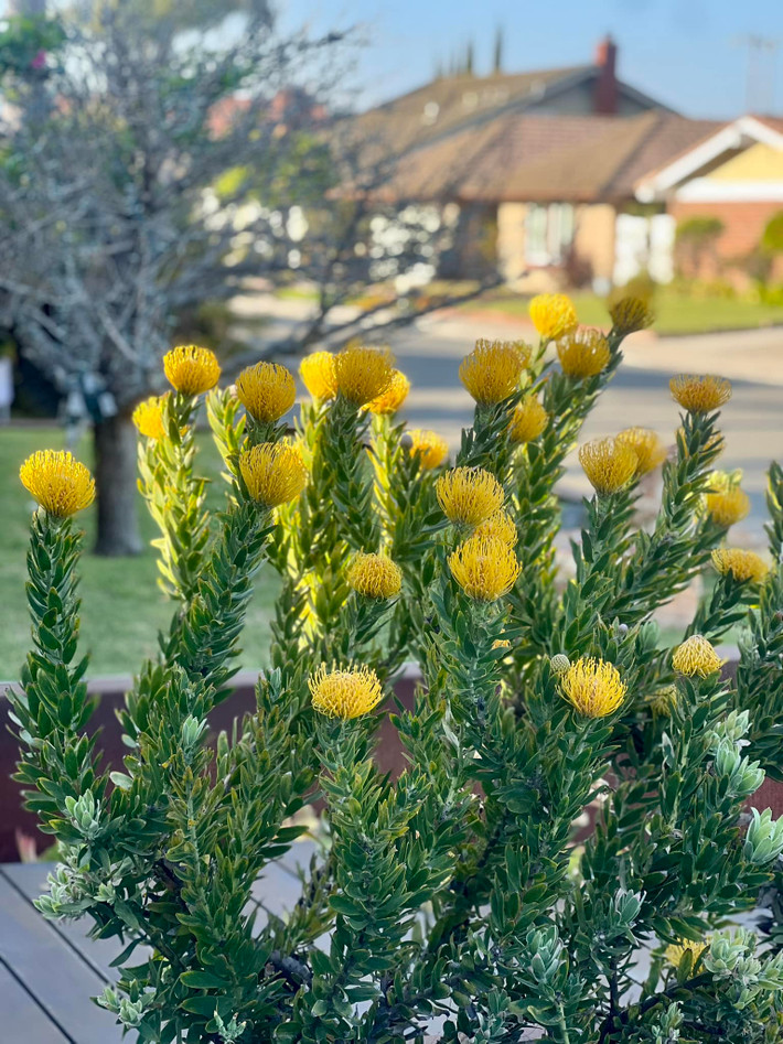 Nàng hậu chia sẻ: "Năm nào vườn hoa nhỏ proteas trước cửa nhà cũng nở rộ".