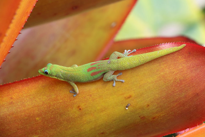 Tắc kè vàng đậu trên lá cây thùa ở đảo Big, Hawaii, Mỹ. (Nguồn Guardian)