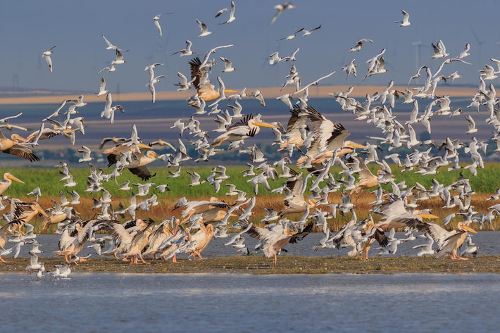 Chim bồ nông trắng và mòng biển bay trên vùng đồng bằng sông Danube ở Romania. (Nguồn Guardian)