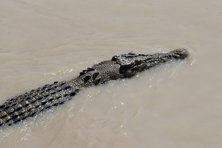 Cá sấu nước mặn khổng lồ bơi qua tàu chở du khách dưới sông Adelaide ở Northern Territory, Australia. (Nguồn Guardian)