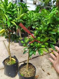 Khách hàng mua về, chỉ cần tưới nước hằng ngày, không cần phải chăm bón bất kỳ thứ gì. Ảnh: Facebook.