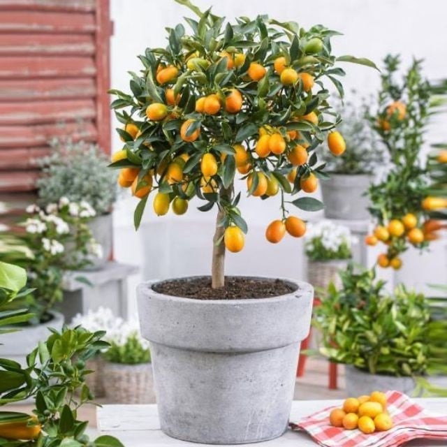 Nhiều năm nay, quất bonsai trở thành một trong những loại cây cảnh được ưa chuộng trong dịp Tết Nguyên đán. Năm nay, ngoài quất tạo dáng thông thường, quất hình trâu, trên thị trường còn xuất hiện quất Mỹ. Ảnh: Facebook