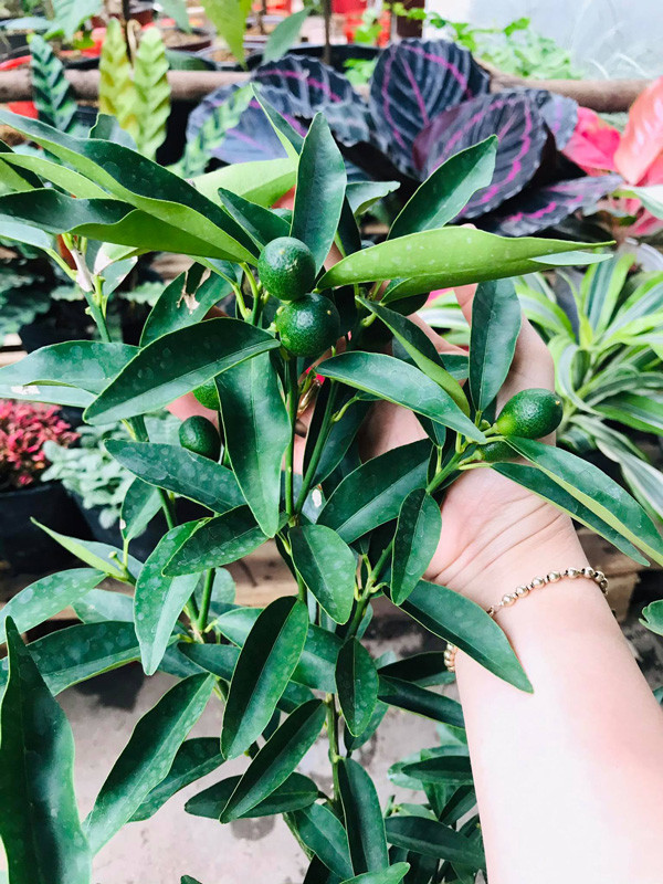 Chỉ trong vòng 2-3 ngày, chị Thủy đã bán hết 100 cây quất Mỹ. Hiện, vẫn có khách đặt mua nhưng chị Thủy chưa nhập được hàng. Ảnh: Dân Việt.