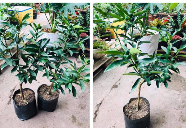 Tuy nhiên, hiện những quả quất Mỹ trên cây vẫn còn xanh, phải qua Tết mới chín vàng. Ảnh: Dân Việt.