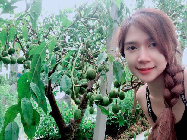 Khu vườn trái cây đáng ngưỡng mộ của vợ chồng Lý Hải - Minh Hà.