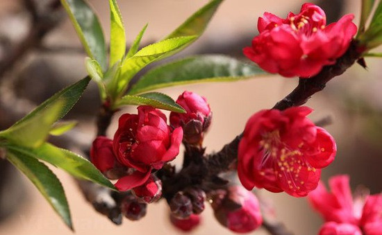 Đào thất thốn (còn được gọi đào tiến vua) là loại đào cổ, hiếm có, phải trồng đến năm thứ 3 mới bắt đầu đơm hoa. Ảnh: VTV.
