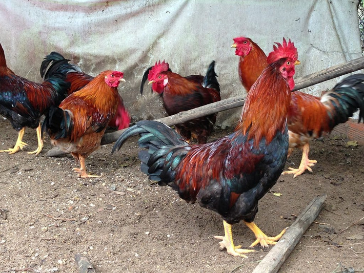 Gà 9 cựa có tướng mạo hùng dũng với bộ lông ngũ sắc, mào đỏ tươi, mắt sáng tinh anh, đuôi cong vút và tiếng gáy vang.