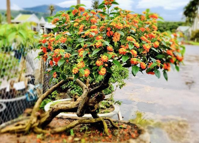 Vài năm gần đây, mỗi dịp Tết Nguyên đán cận kề, thay bằng chăm hoa mai, hoa đào, nhiều nhà vườn ở Gia Lai lại tất bật cắt tỉa cây hoa ngũ sắc thành bonsai đẹp mắt. Ảnh: VTCNews.