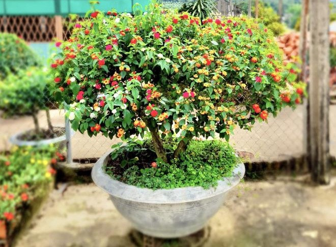 Cây ngũ sắc là một loại cây dại thường mọc hoang trên những ngọn đồi, đất gò hay ven đường… Tuy là hoa dại nhưng cây ngũ sắc lại có sức sống mãnh liệt, hoa nở quanh năm với đủ loại màu sắc. Ảnh: VTCNews.