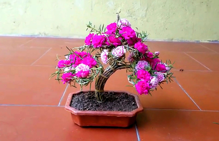 Là loại cây dễ trồng, hoa mười giờ được nhiều người chọn trồng để ngăn cỏ dại sinh trưởng. Tuy nhiên, giờ đây qua sự sáng tạo của con người hoa mười giờ được “biến tấu” trồng theo kiểu bonsai cực kỳ độc đáo. Ảnh: Baolongan.
