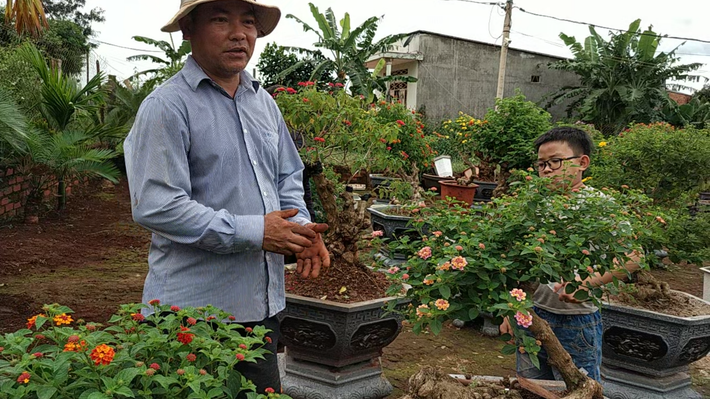 Để có những chậu bonsai ngũ sắc đẹp, người dân thường đi vào khu vực đồi núi, ven đường để đào về. Sau đó sẽ chặt hết phần ngọn, chỉ trừ lại phần gốc để nuôi dưỡng. AnhrH: Báo gia lai.