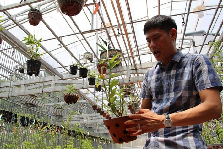 Trước đó, (ngày 10/6), sự kiện giao dịch 5 giò lan đột biến gene có tên Hoa lan Bình Phước với giá hàng chục tỷ đồng gây sửng sốt với nhiều người. Ảnh: Lao động.