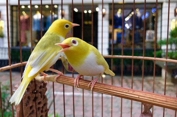 Trong số đó, chú chim đỗ quyên của Chương Tailor được mệnh danh là "siêu phẩm" số 1 Việt Nam và số 1 Đông Nam Á. Ảnh: PLVN.