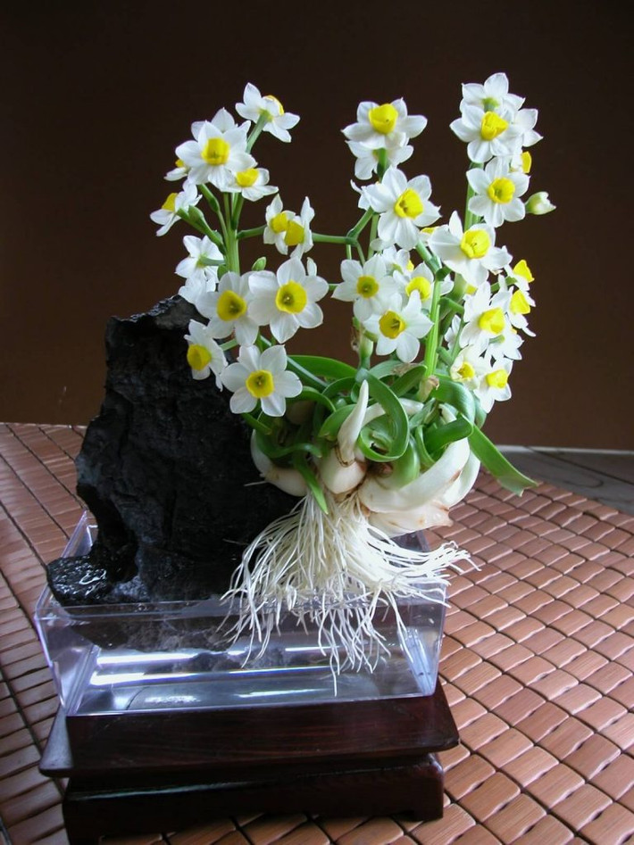 Thủy tiên cũng là loài hoa chơi Tết của nhiều người dân Việt. Hoa thủy tiên tượng trưng cho sự giàu sang, phú quý, thành đạt, sung túc, may mắn...