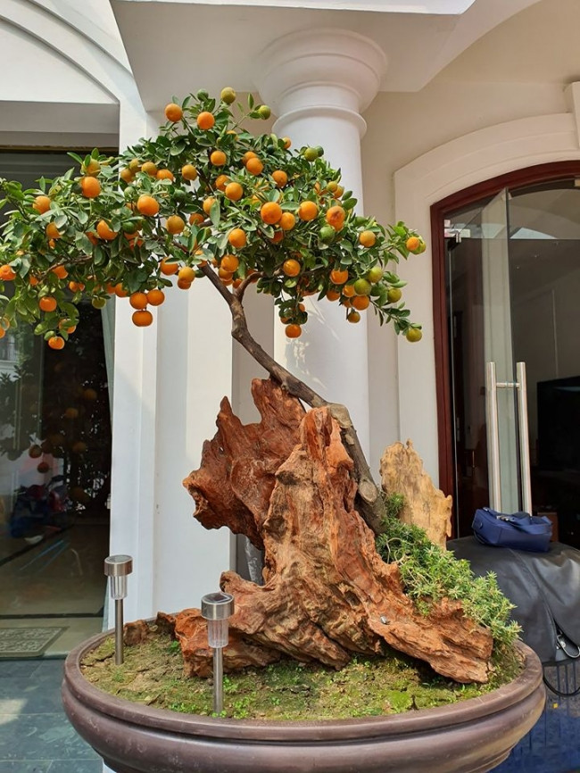 Quất thế đẹp xuất sắc.