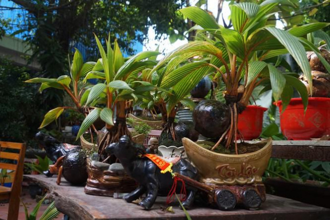 Theo anh Đinh Ngọc Hiếu, cây dừa trồng từ khoảng tháng 5, tháng 6 âm lịch. Trong khi đó, phần biểu tượng của chú trâu đã được lên mẫu ý tưởng, sau đó làm nên sản phẩm. Ảnh: Tiền phong.