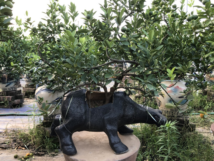 Thời điểm này quất đang bắt đầu chuyển màu, đến Tết trưng là vừa và rất đẹp. Ảnh: Báo dân sinh.