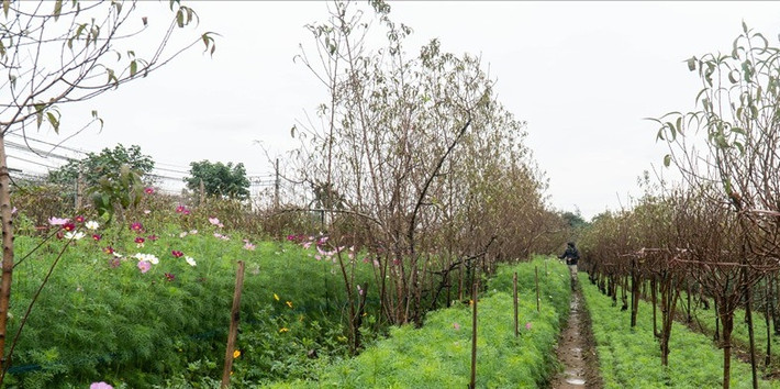 Các vườn đào đều đầu được tỉa hết lá, tưới nước để nuôi hoa. Ảnh: Lao động.
