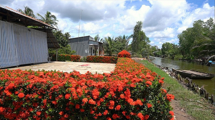 Đáng chú ý, hàng rào bằng hoa đặc biệt này đã gần 20 năm tuổi. Ảnh: Lao động.