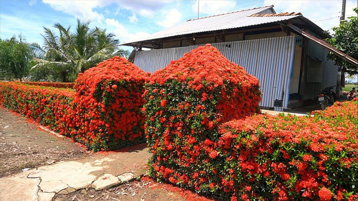 Giữa cánh rừng tràm bạt ngàn nổi tiếng của vùng Miệt Thứ Kiên Giang, ngôi nhà cấp 4 của ông Trương Văn Ẩn thu hút sự chú ý của nhiều người bởi hàng rào nở hoa đẹp mắt. Ảnh: Lao động.