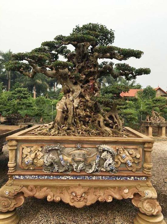 Mới đây nhất là tác phẩm sanh cổ Tiên lão giáng trần với giá 28 tỷ đồng đã làm “chấn động” thị trường cây cảnh trong suốt một năm qua. Ảnh: Dân Việt