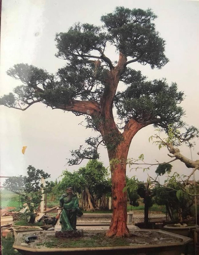 Nổi bật nhất trong khu vườn của ông Thành là cây tùng la hán có tuổi đời hàng trăm năm, được đánh giá là cây tùng la hán đẹp nhất Việt Nam. Ảnh: Thoidaiplus.giadinhnet.