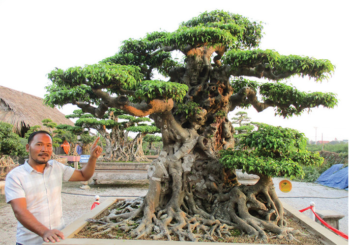 Bên cạnh đó, anh Mười còn có tác phẩm “Tiên lão giáng trần”. Đầu năm nay, anh đã chuyển nhượng cho một người cùng ở Thường Tín với giá 16 tỷ đồng. Sau vài tháng, người này đã chuyển nhượng cho một đại gia ở Phú Thọ với giá 28 tỷ. Ảnh: Vanhoadoanhnghiep.
