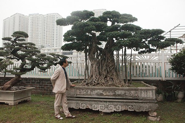 Vị đại gia này từng khiến giới chơi cây phải kiêng nể khi sẵn sàng bán cả căn nhà để mua được chậu cây ưa thích. Ảnh: Thoidaiplus.giadinhnet.
