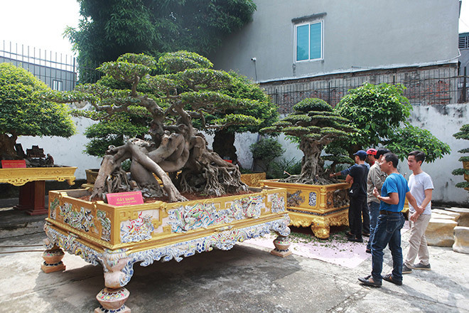Trong vườn có gần 100 cây mai tứ quý cổ, trên 200 cây sanh cổ, nhiều tác phẩm duối cổ có tuổi đời vài trăm năm trong đó có khoảng 40 cây thương hiệu, lớn nhỏ khác nhau như: Thiên long vũ hội, cặp khế cổ 500 năm, bộ ba cây tùng cổ...Ảnh: Dân Việt