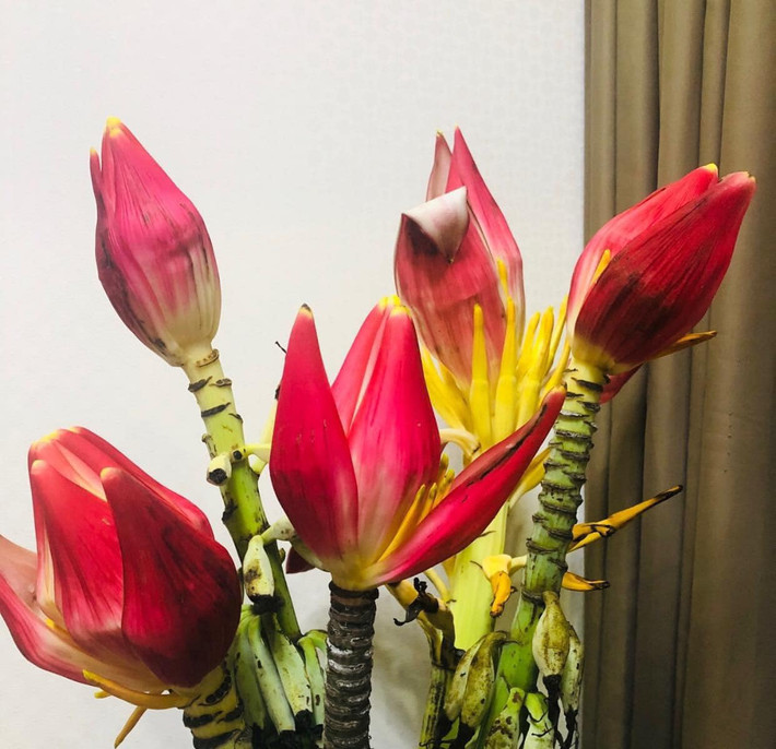 Hoa chuối rừng không chỉ đẹp, mang ý nghĩa may mắn, rất thích hợp vào ngày Tết mà còn chơi được cả tháng. Ảnh: Facebook.