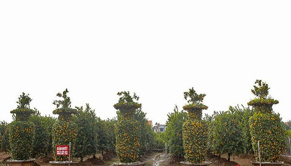 Chuẩn bị cho thị trường cây cảnh Tết Nguyên đán, nghệ nhân Nguyễn Trung Thành ở thôn Phi Liệt (Liên Nghĩa, Văn Giang, Hưng Yên) tung ra thị trường loại quýt lục bình khổng lồ. Ảnh: Infonet