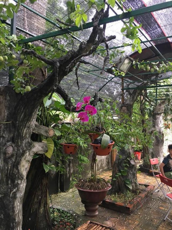 Mỗi lần đi công tác, thấy giỏ lan đẹp anh cũng mang về trồng. Ảnh: Vietnamnet.
