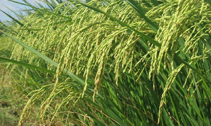 Gạo tám xoan bao tử được trồng hữu cơ tại đất gạo Hải Hậu (Nam Định) dưới sự kiểm tra và chuyển giao công nghệ của viện khoa học công nghệ việt Nam. Ảnh: Khoa học & phát triển.
