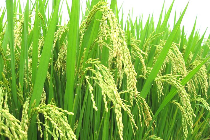 Diện tích trồng lúa tám xoan ở Hải Hậu được khoanh vùng ngăn cách với khu vực cấy lúa của nhân dân bằng hàng rào điền thanh và chuối nhằm ngăn việc phát tán, xâm lấn của giống lúa khác cũng như giảm tối đa sự ảnh hưởng của cánh đồng khác khi họ dùng thuốc bảo vệ thực vật. Ảnh: Internet.