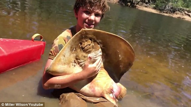 Cậu bé Miller Wilson, 12 tuổi, chụp ảnh với một con cá đuối cạnh bờ một nhánh sông ở Queensland, Australia. Cậu bé đã trợ giúp cá đuối mẹ sinh con tại vùng nước nông trên sông này.