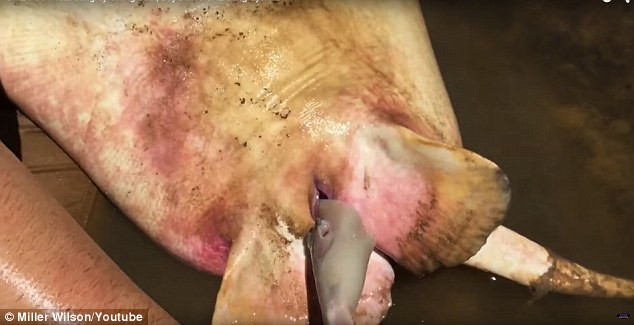 Sau đó, cậu bé dùng tay kéo đuôi cá con ra khỏi bụng mẹ để quá trình sinh nở diễn ra nhanh hơn.