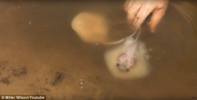 Cá đuối con đã phát triển hoàn thiện trong bụng mẹ và có thể tự bơi ngay sau khi chào đời.