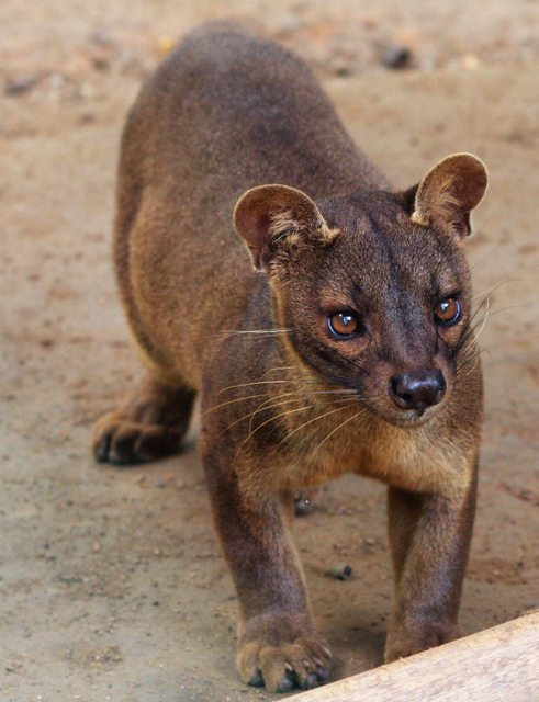 Cầy fossa là loại động vật ăn thịt lớn nhất trên quần đảo Madagascar. Chúng là sản phẩm lai giữa mèo và chồn.