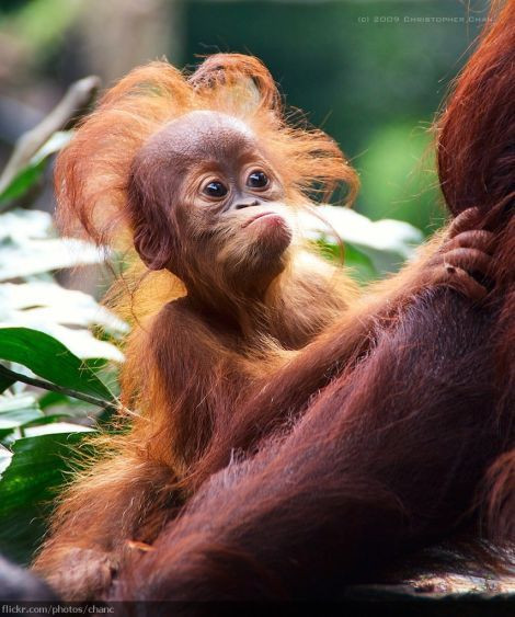 Kiểu tóc bá đạo không thể “đụng hàng” của khỉ.