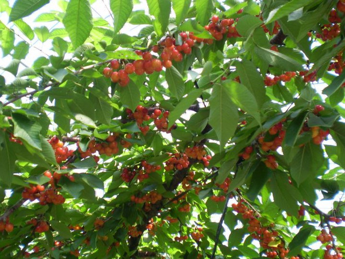 Vào mùa thu hoạch cherry (từ tháng 7 đến tháng 8), rất đông du khách đến đây để được trải nghiệm.