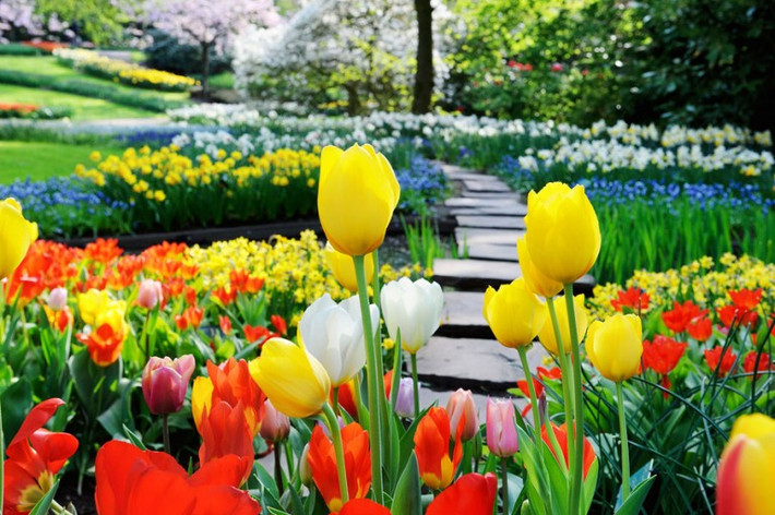 Mùa thu đến, người làm vườn trồng củ tulip bằng tay.