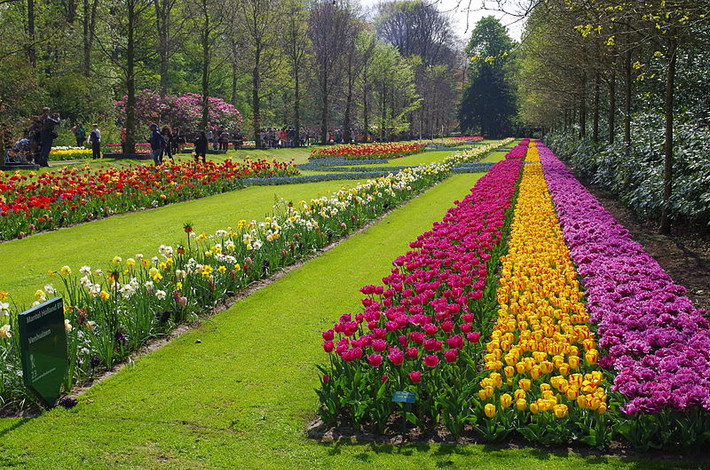 Vườn hoa Keukenhof mở cửa từ 8 giờ sáng đến 7:30 tối, với giá vé khoảng 12,50 Euro/người. Nguồn ảnh: Wiki.